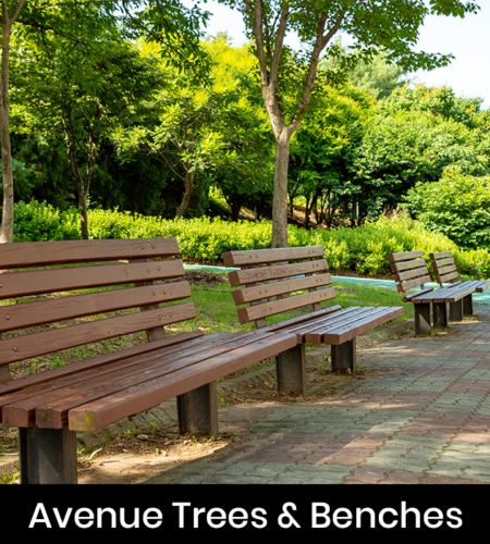 Avenue Trees